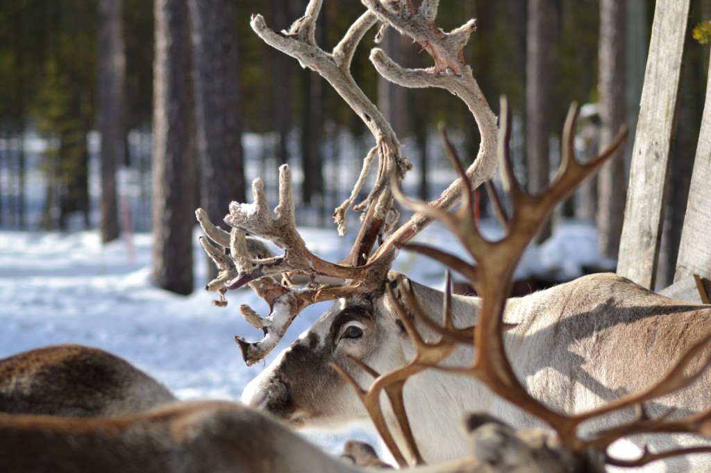 Reindeer Antlers HD Wallpaper Animals