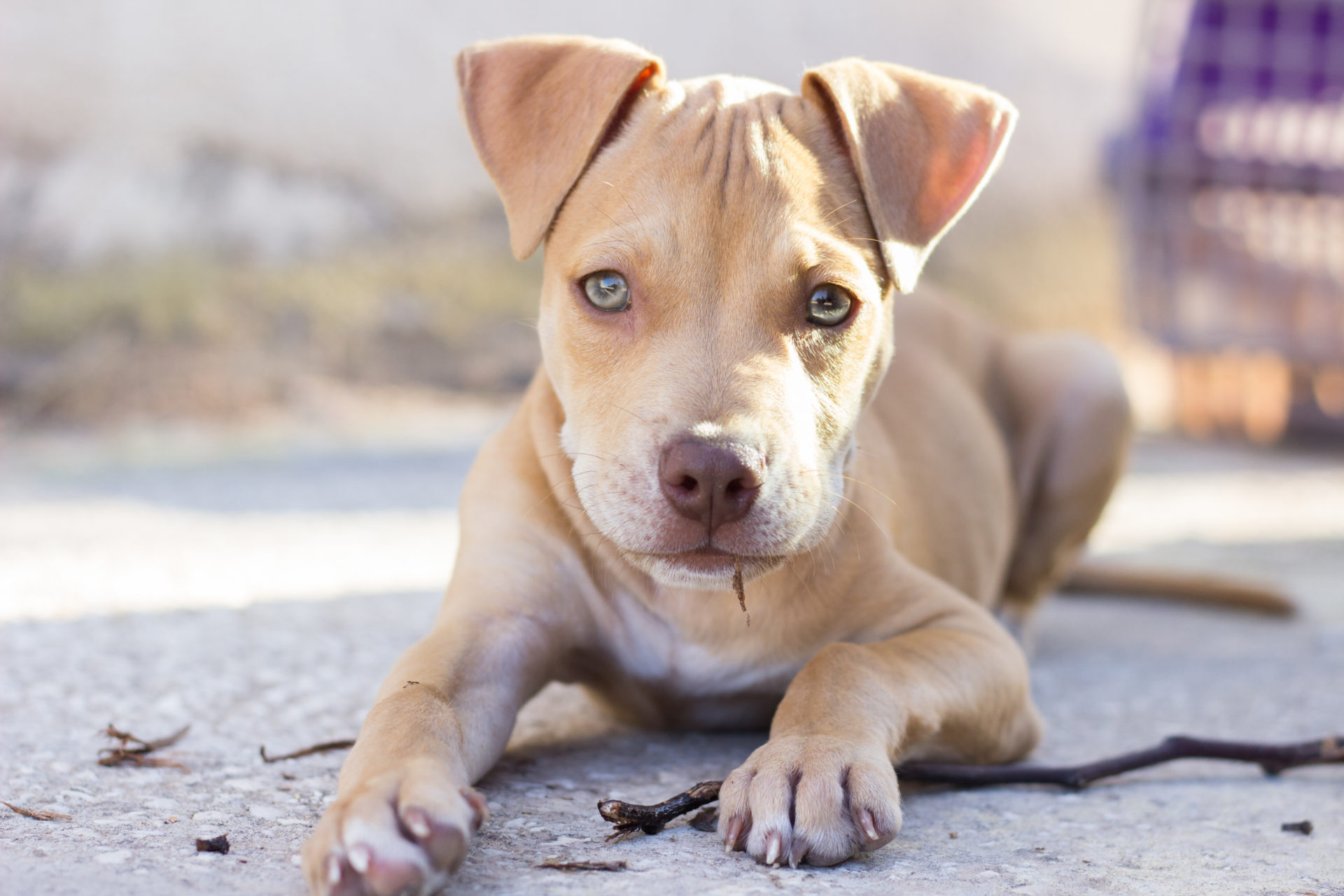 My Pitbull Dog HD Wallpaper New Tab Theme