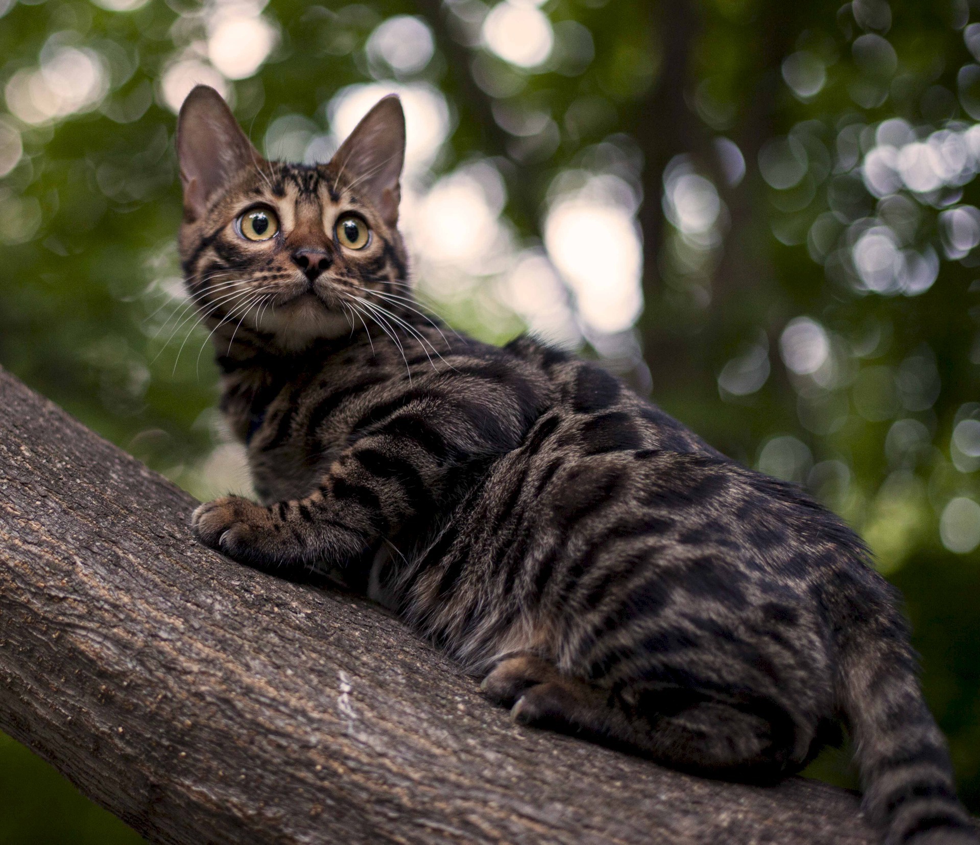 Bengal Cat On A Tree Wallpaper And Image Pictures