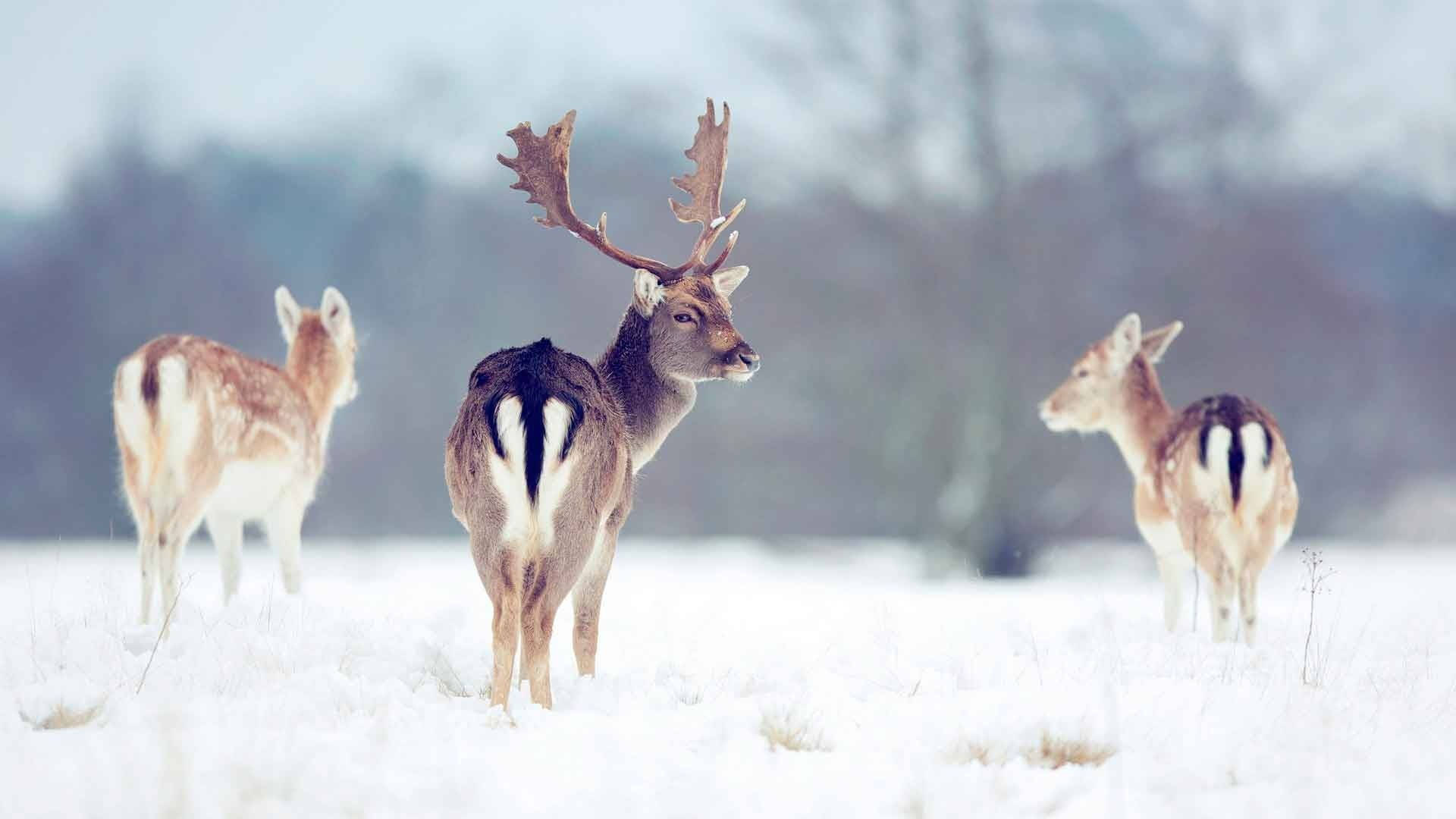 Reindeer Wallpaper
