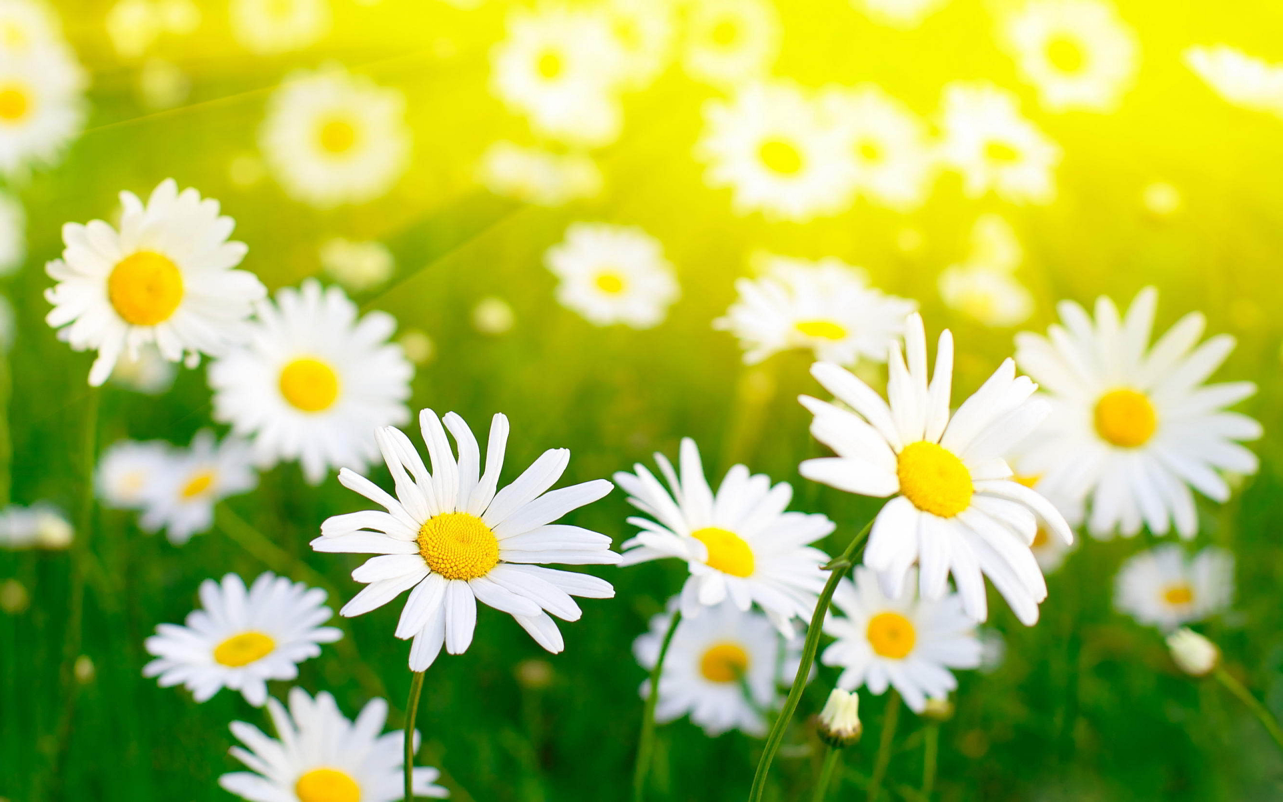 Daisy Wallpaper High Quality