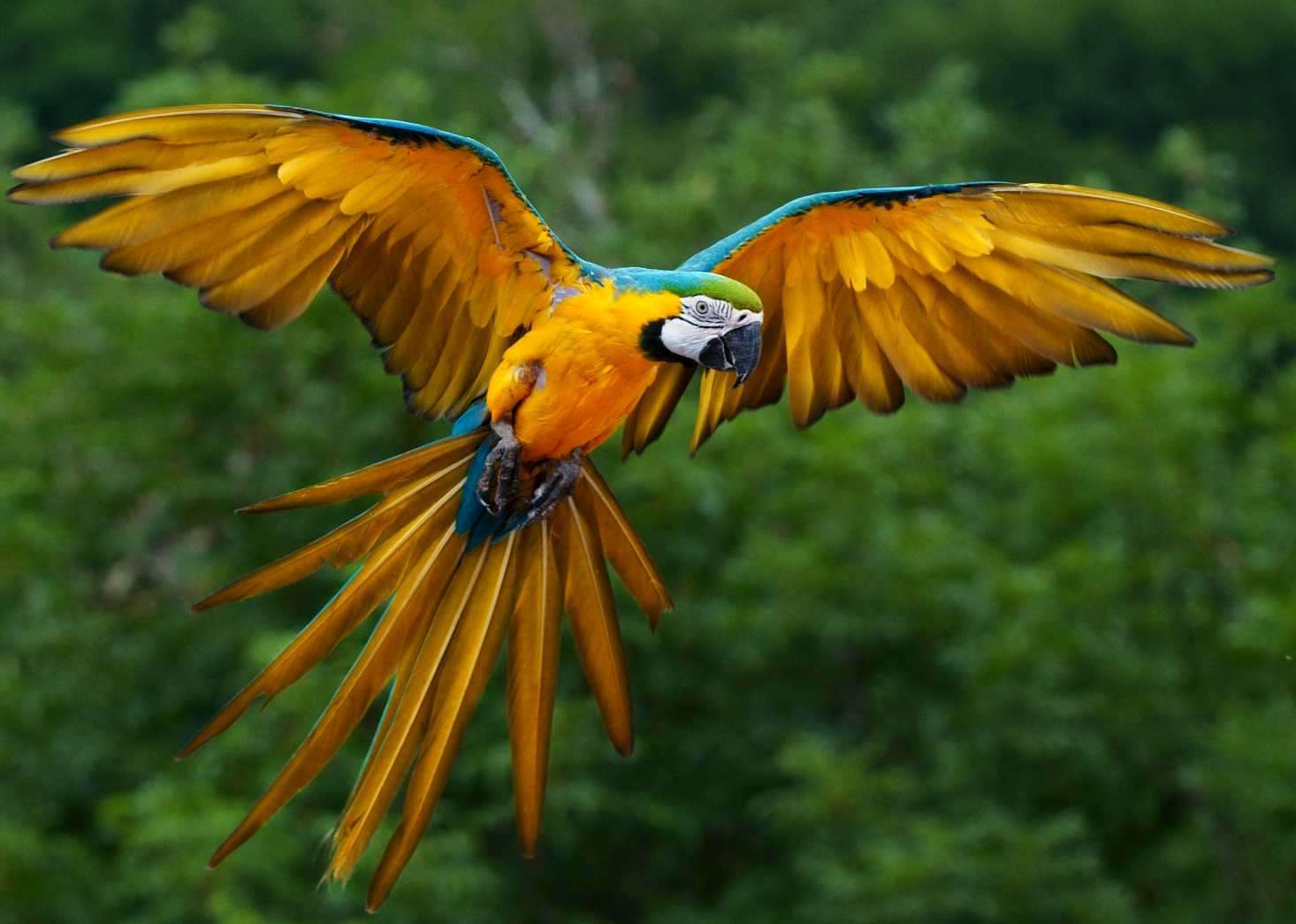 Amazon Rainforest Endangered Animals Blue And Yellow Macaw In