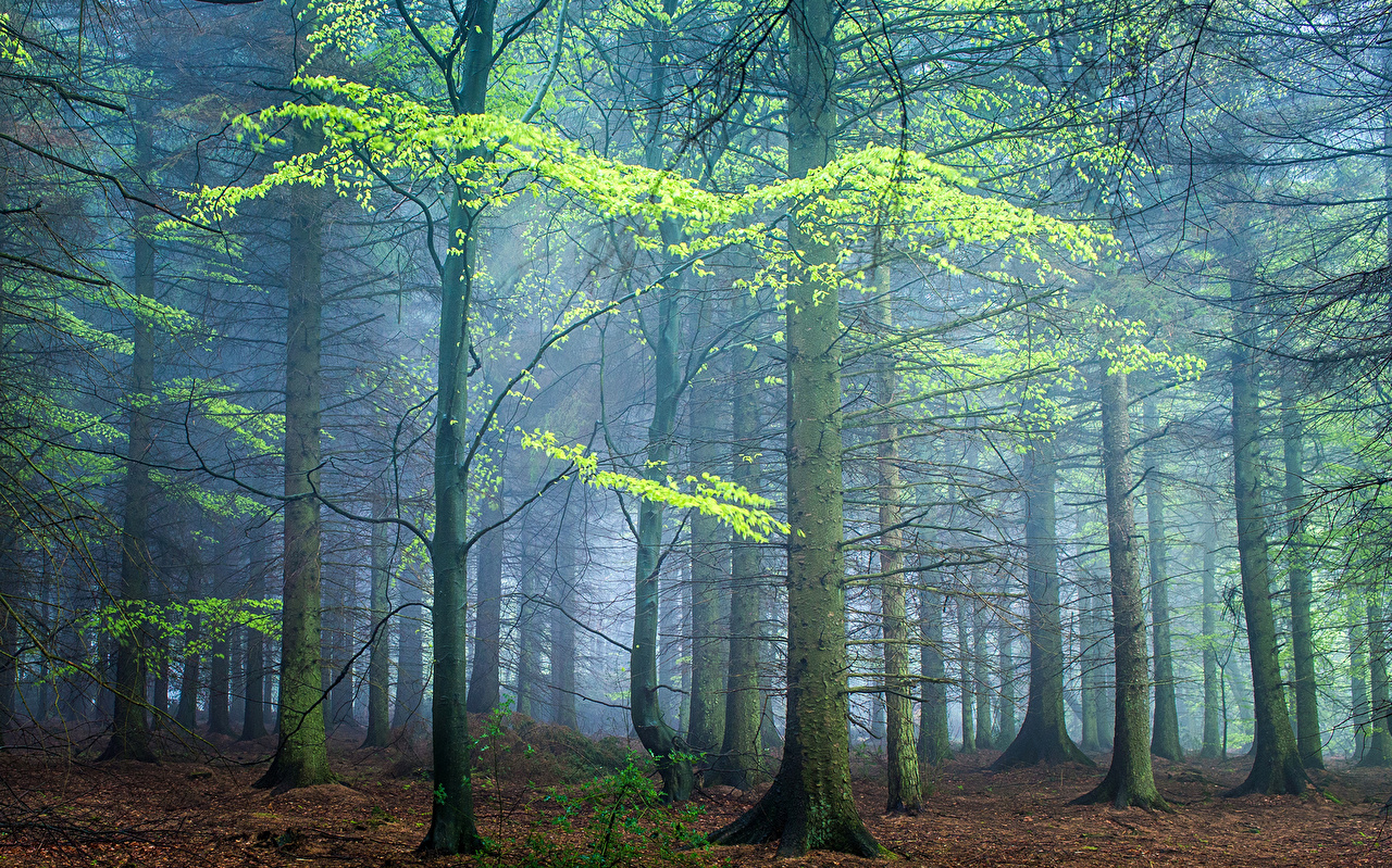 Desktop Wallpaper United Kingdom Darley Moor Fog Nature Forests