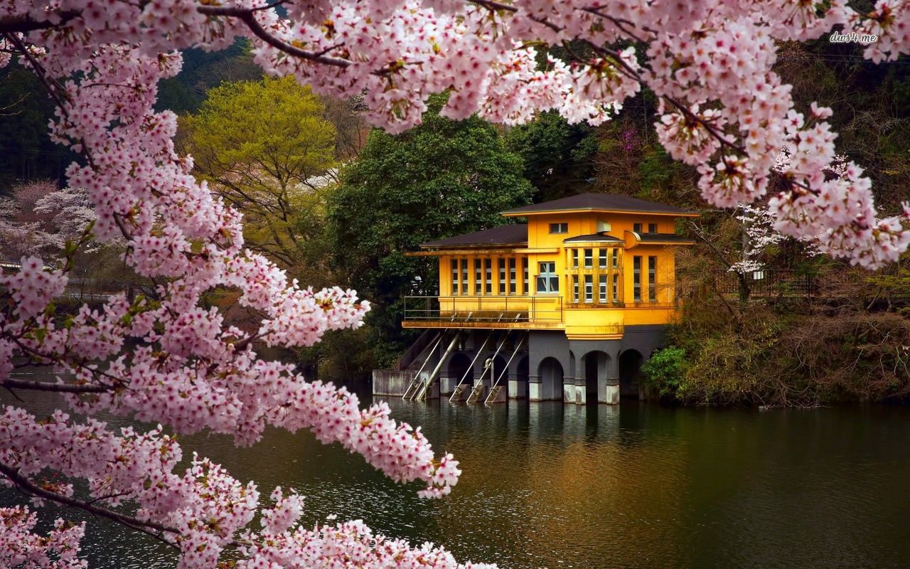 Spring In Japan Wallpaper Nature