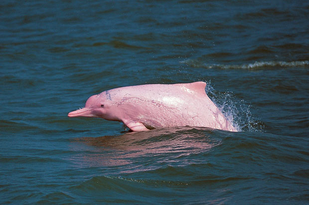 Pink Dolphin Lantau Hong Kong Wallpaper 620 x 413