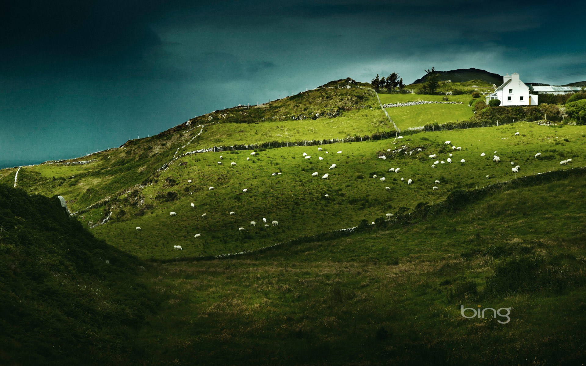 Sheep S Head Ireland Puter Wallpaper Desktop Background