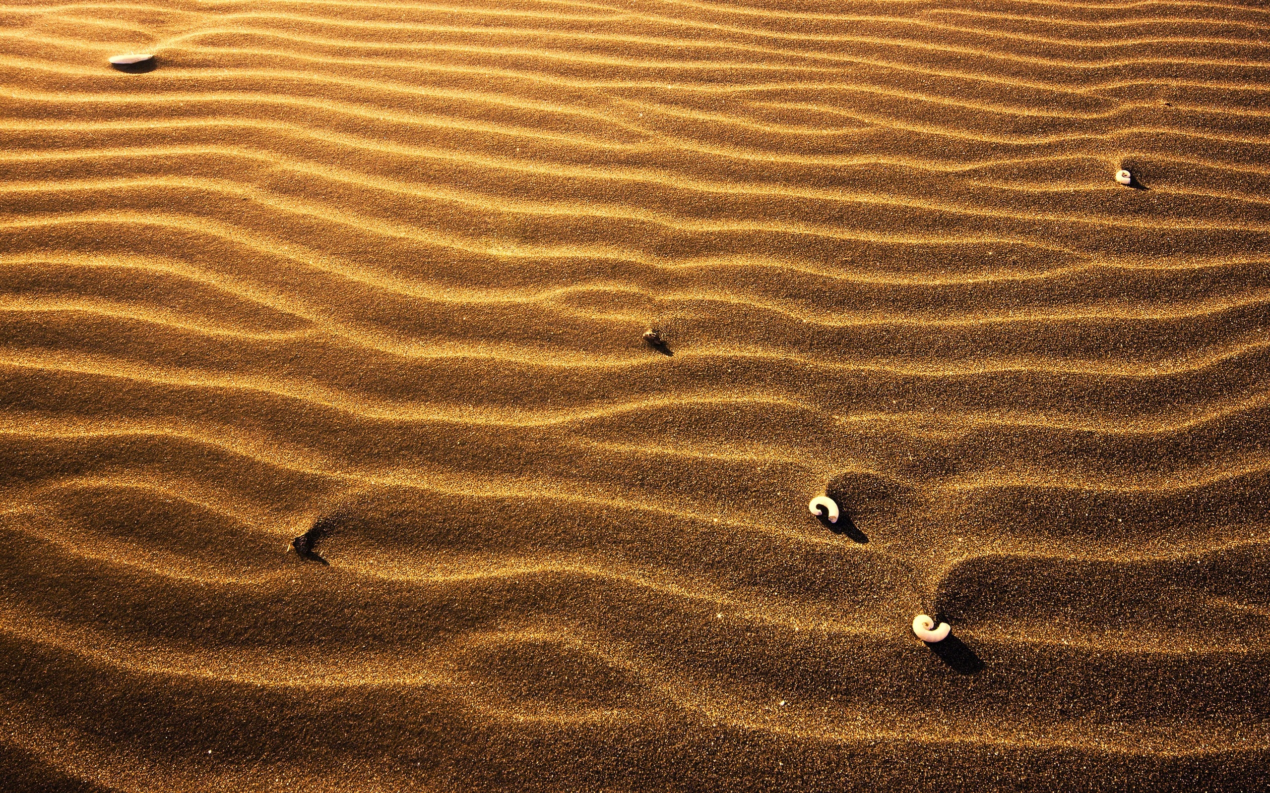Sand And Shell Mac Wallpaper