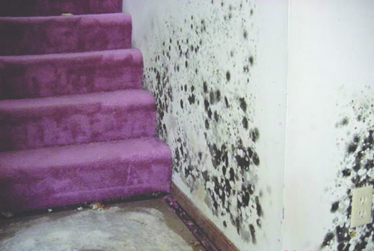 Remove Mold From Wallpaper Wallpapersafari How To Remove Mold From Your Home 540x362