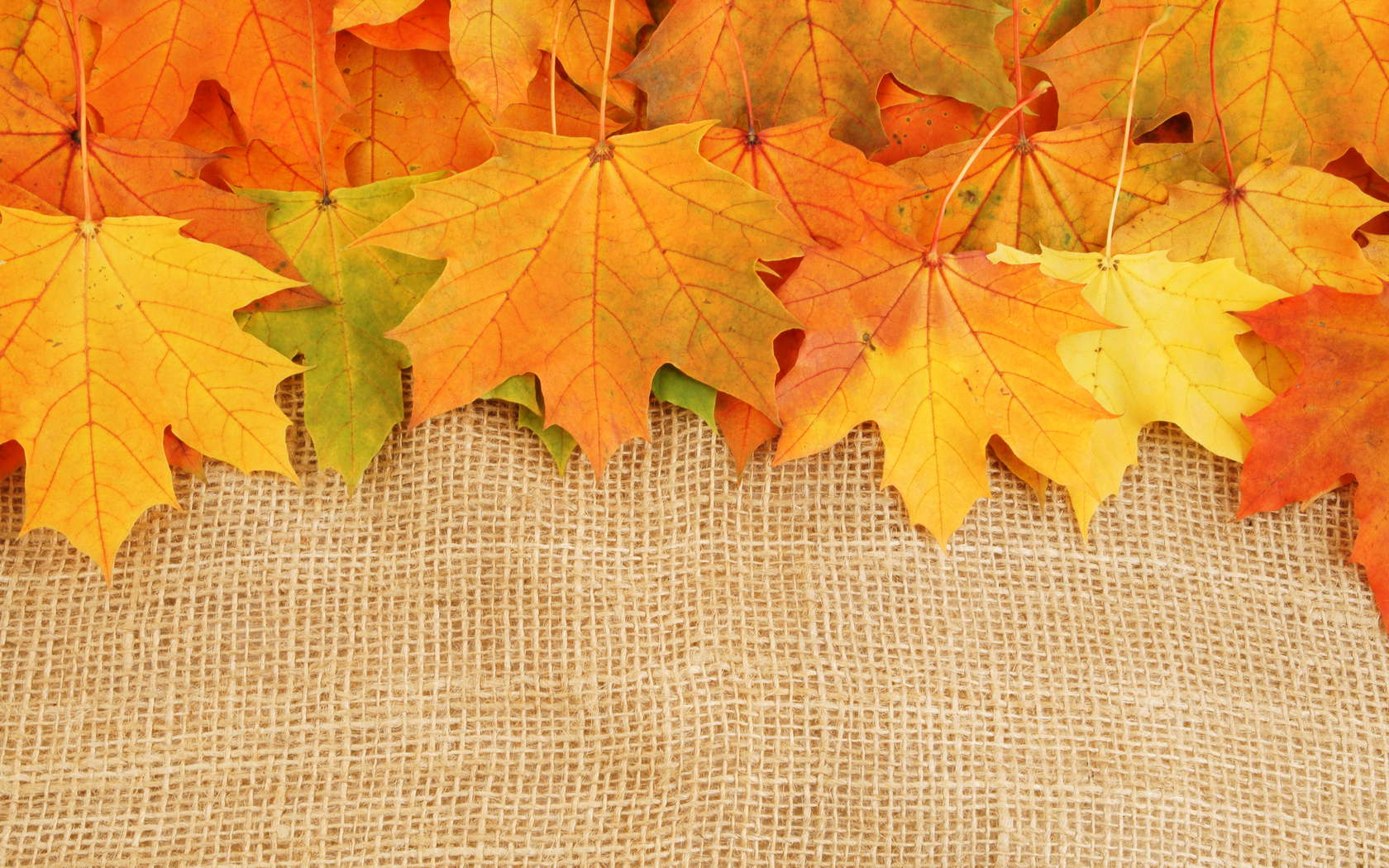  autumn leaves textures download photo background background autumn