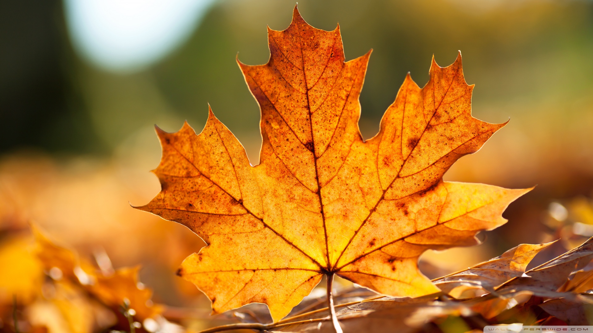 Autumn Maple Leaves And Their Beauty In These Wallpaper