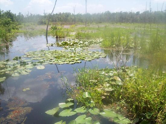 Nestl Waters North America Continues Mitment To Wetlands