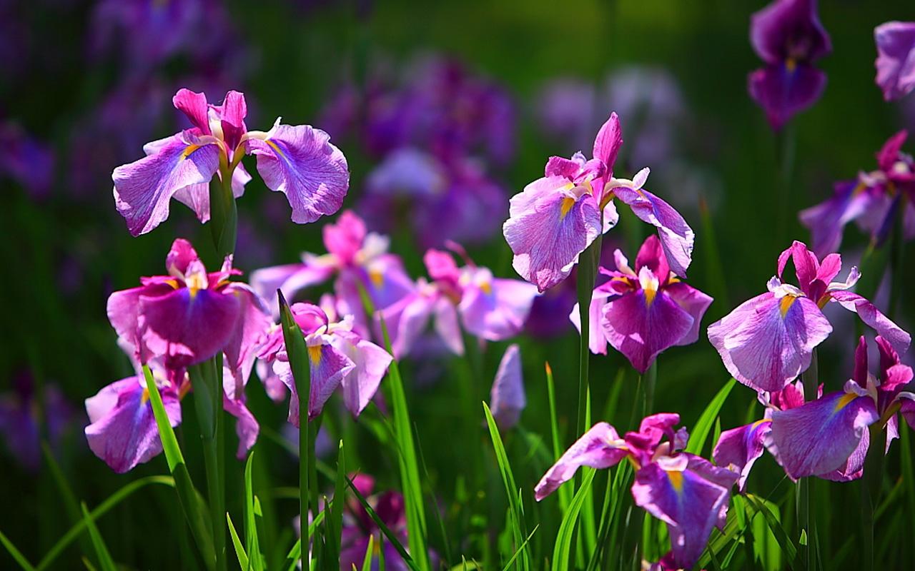 Iris Flower Wallpaper