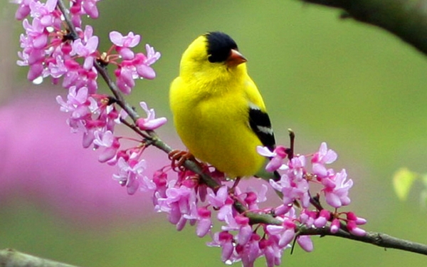 Birds Pink Flowers Goldfinch Wallpaper