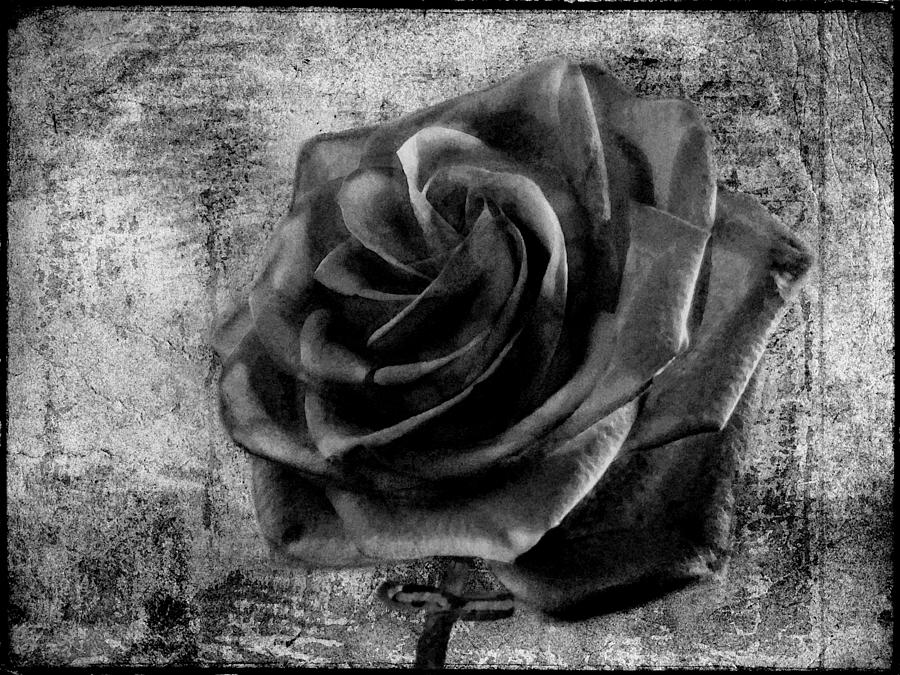 Black Rose Hd Wallpaper For Mobile