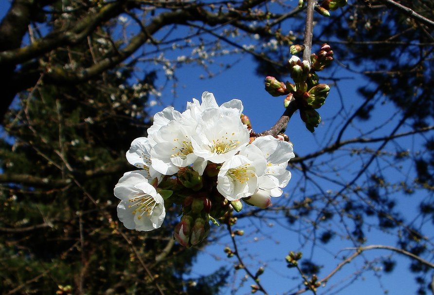 Appleblossom Art Wallpaper WallpaperSafari