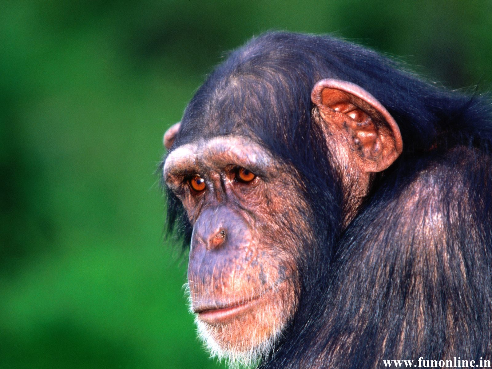 HD Chimpanzee Wallpaper