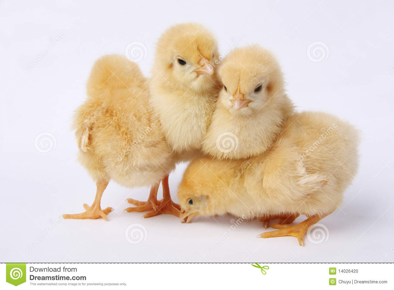 Photos Of Baby Chicks All Wallpaper New