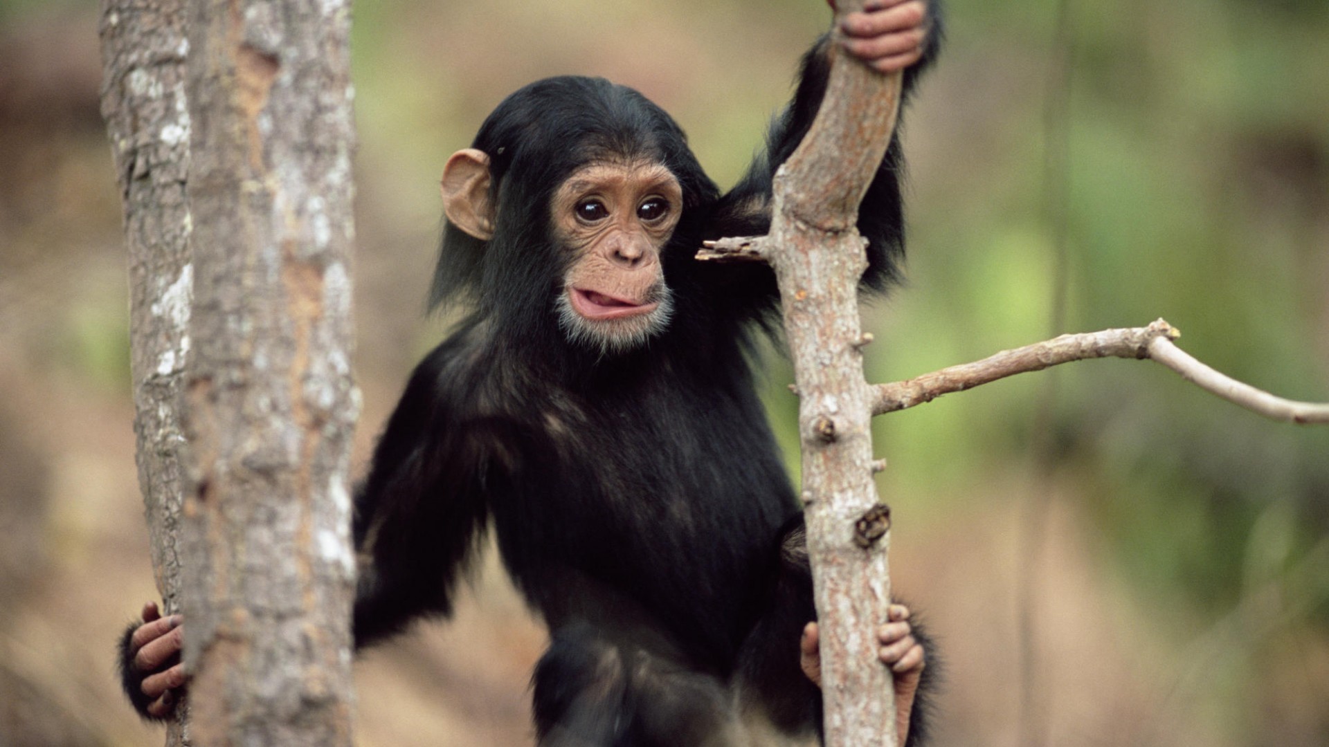 Cheeky Chimpanzee Monkey Desktop Wallpaper In HD