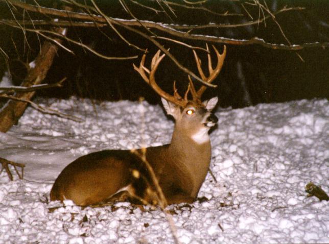 Whitetail Deer Wallpaper Winter Image