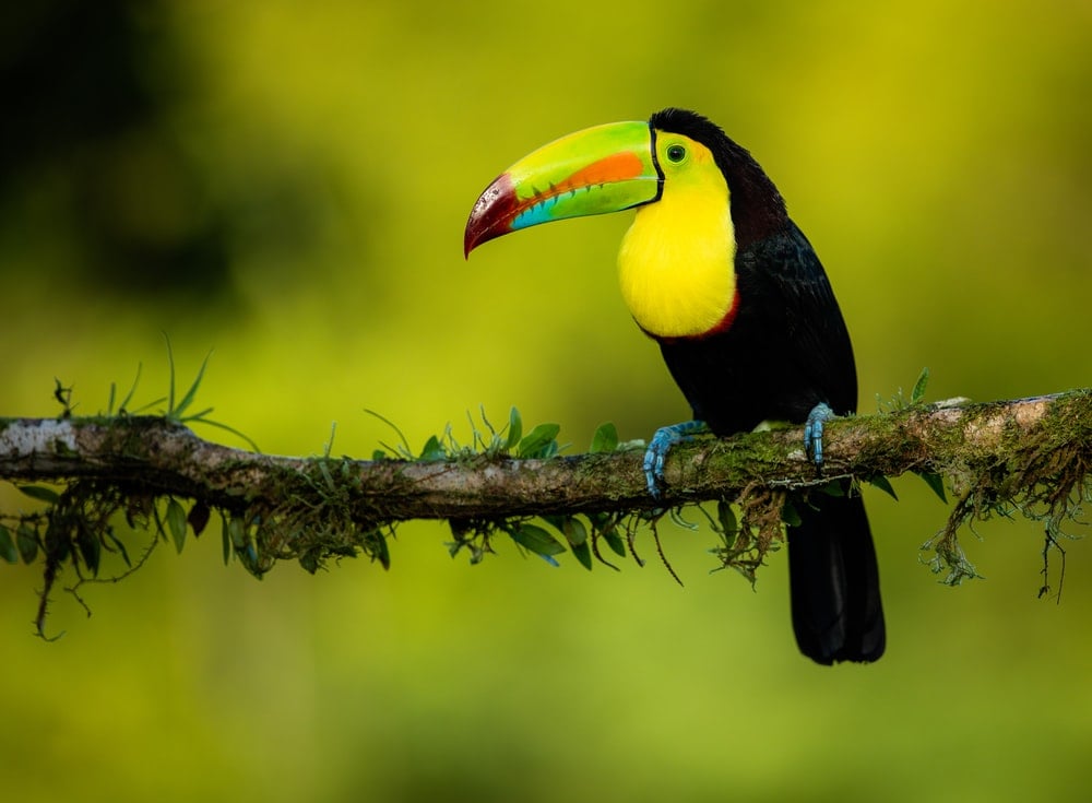 1K Toucan Pictures Download Images on Unsplash 1000x735
