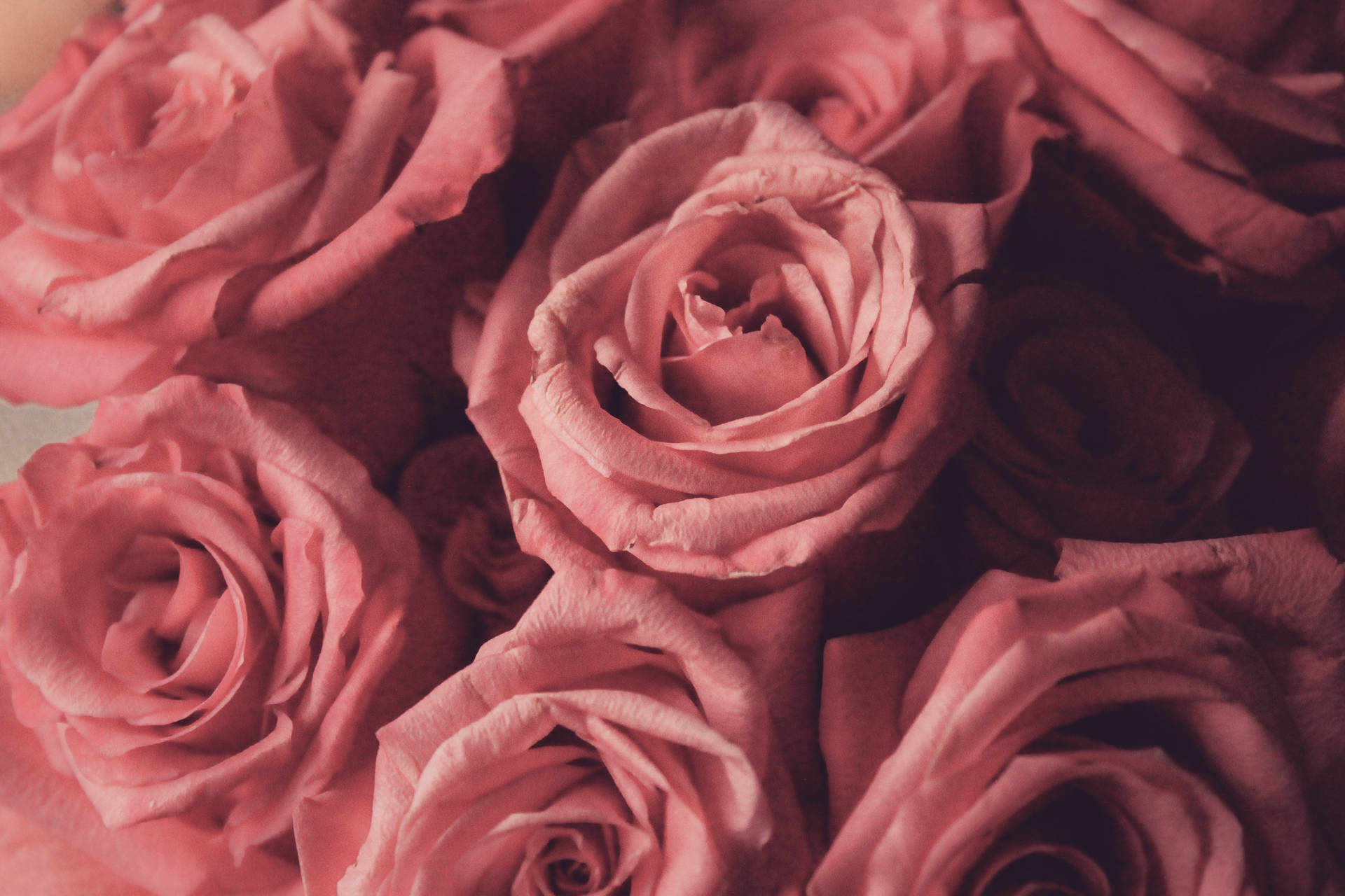 Pink Flowers Aesthetic Wallpaper