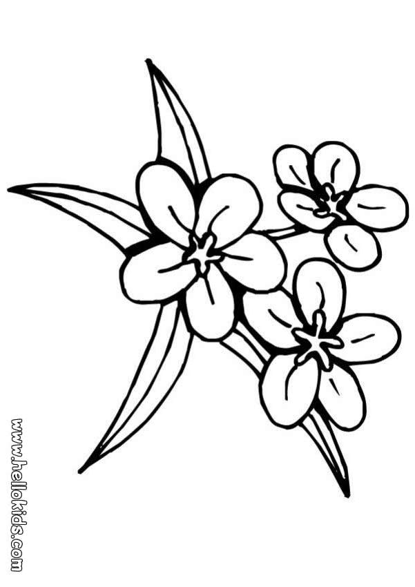 Name Flowers Coloring S Printable Colouring Nature Image