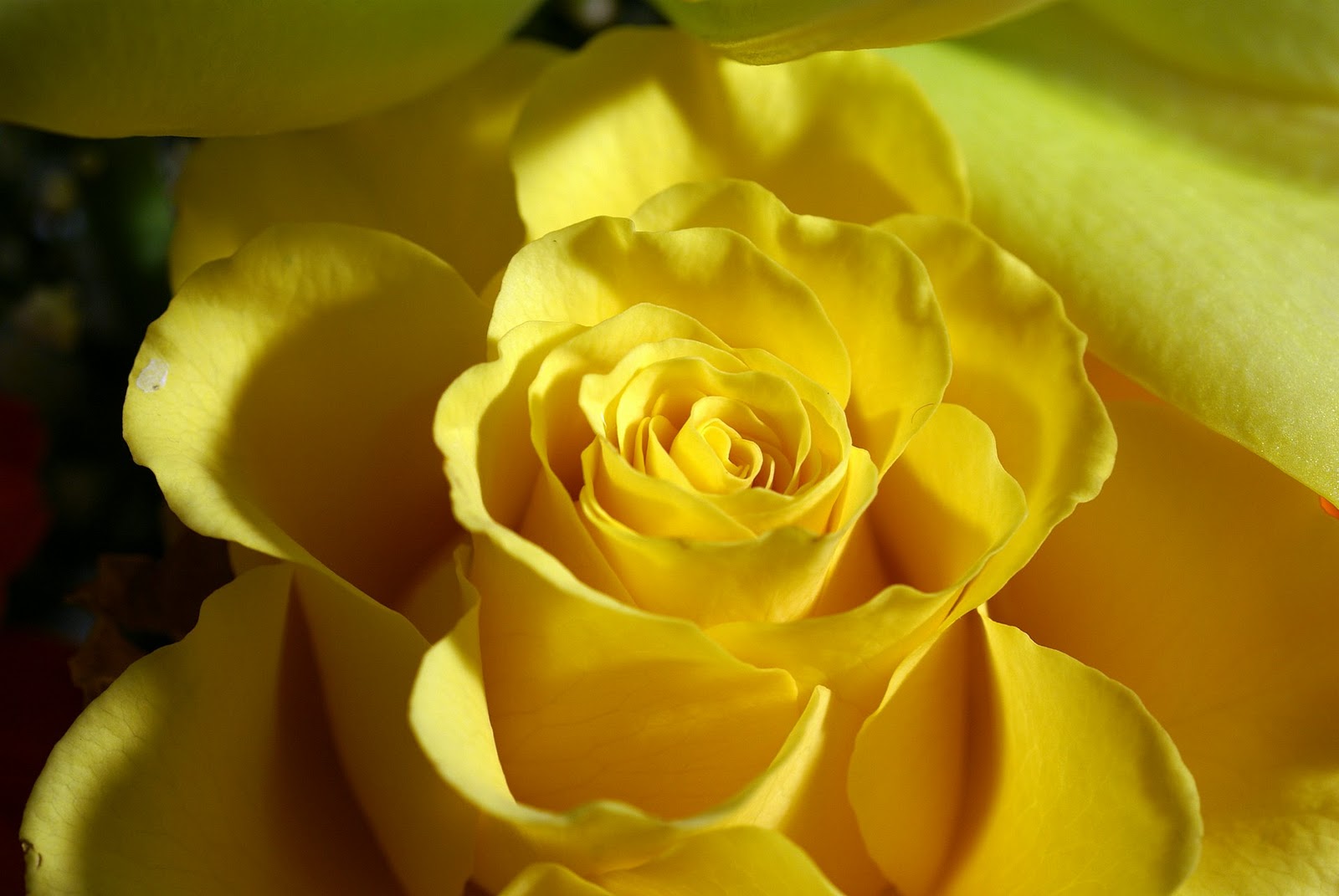 Yellow Rose Flowers Wallpaper