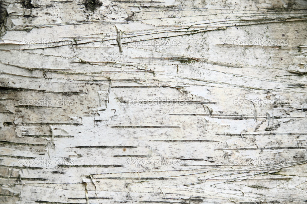 Birch Bark Wallpaper Background Stock
