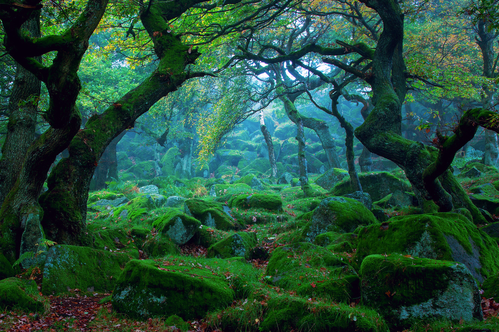 Forest Tree Moss Wallpaper