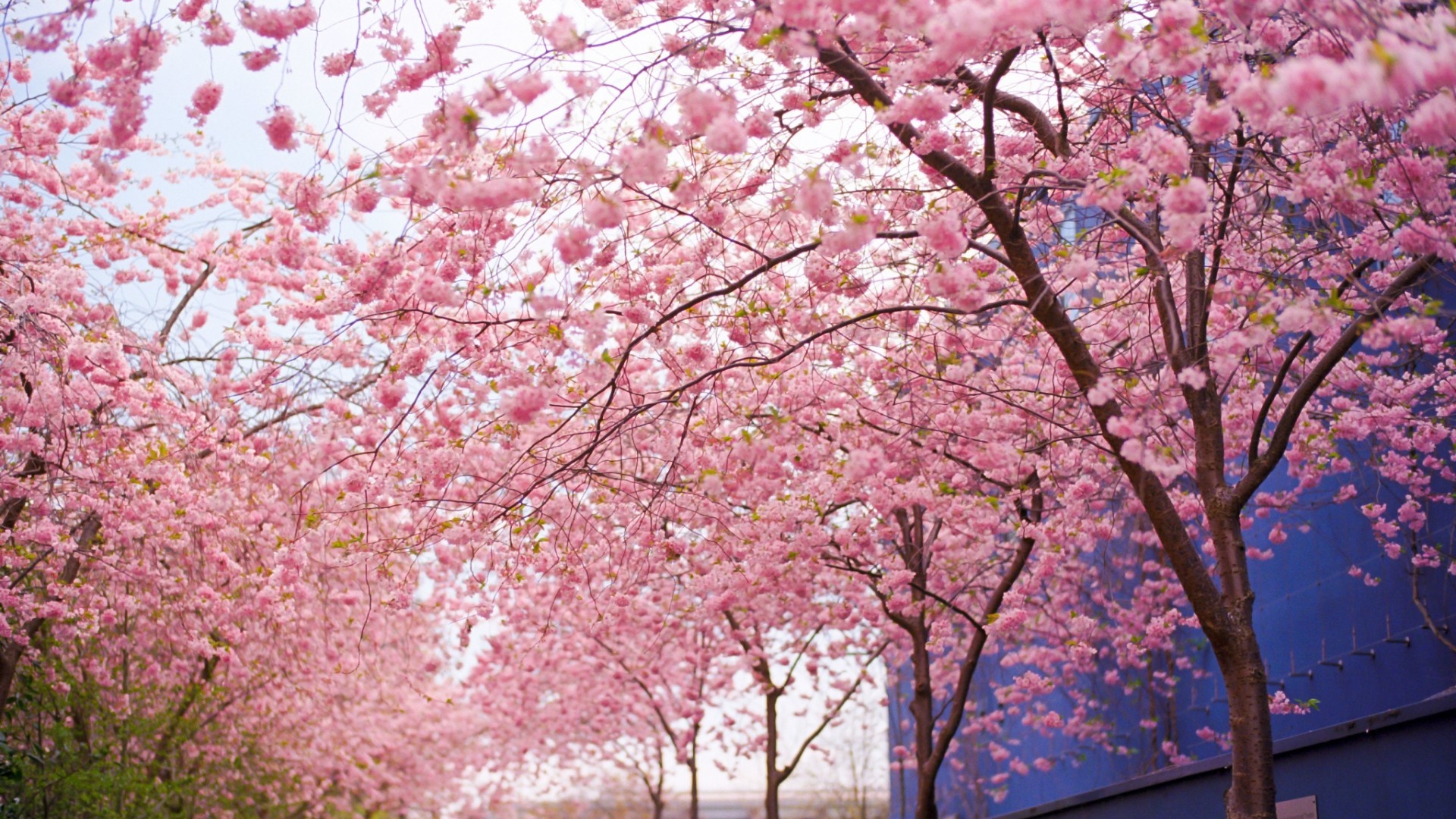 [44 ] Cherry Blossom Tree Wallpapers Wallpapersafari