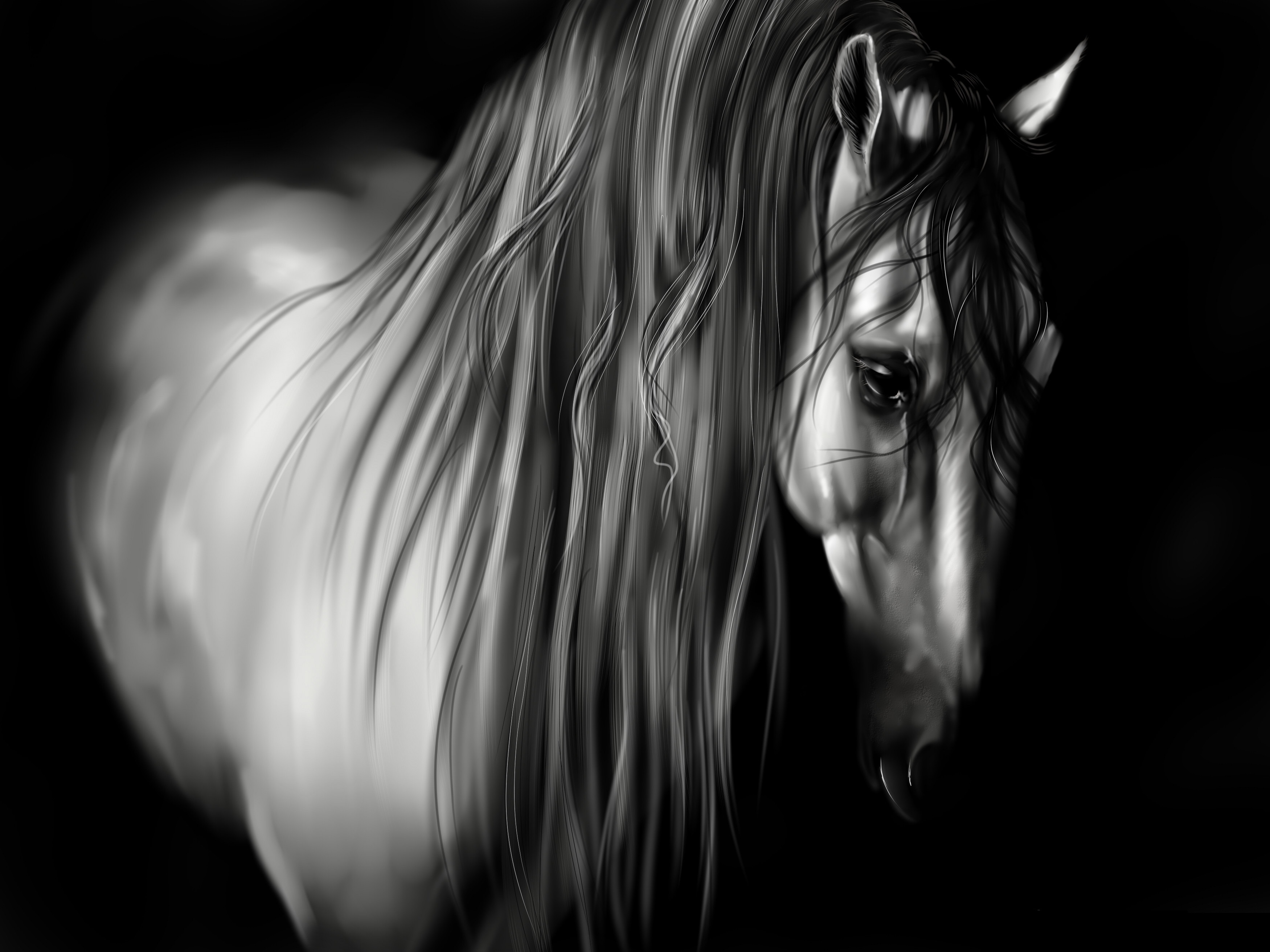 Animal Horse Mane Black And White Background Wallpaper