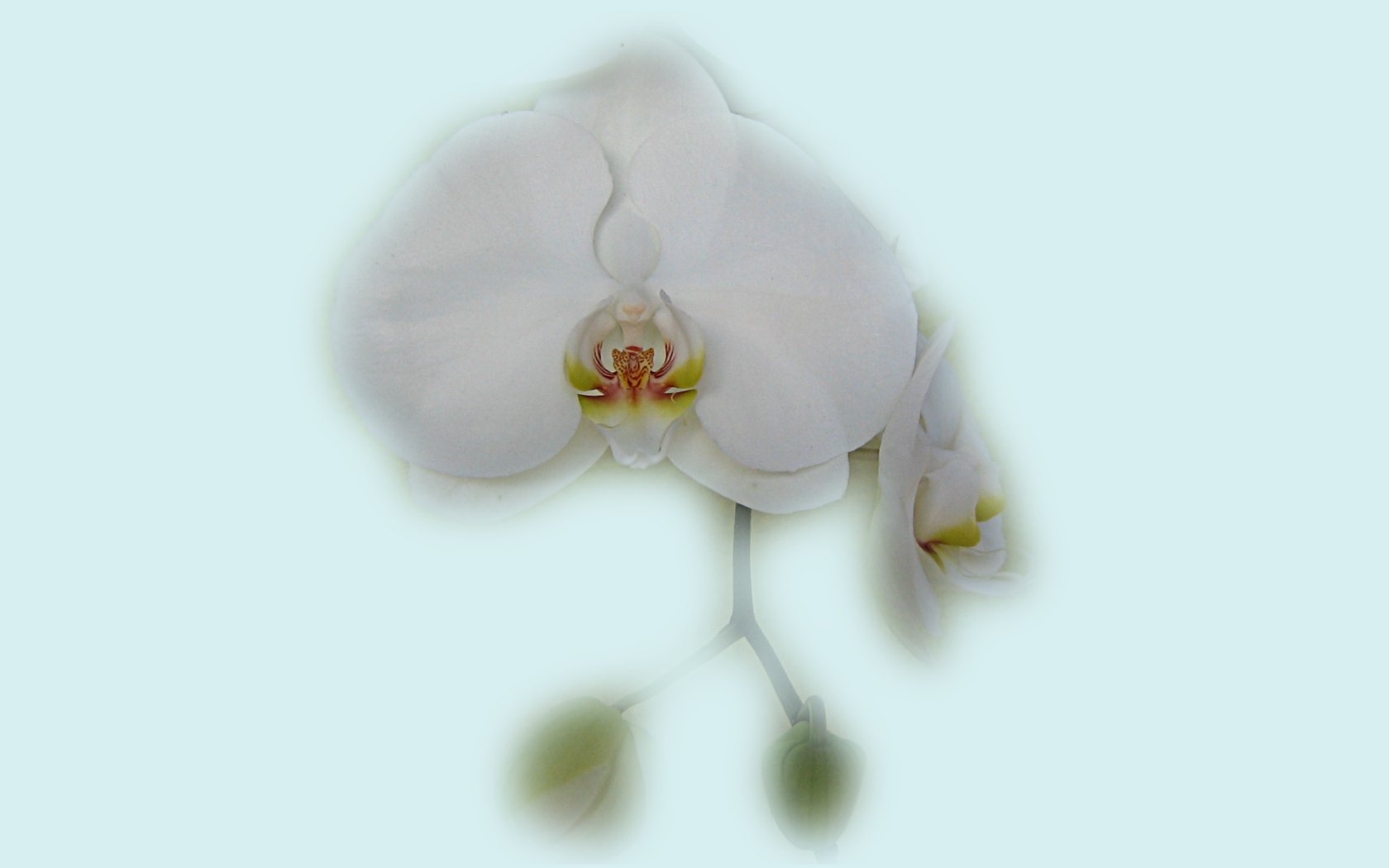 White Orchid Wallpaper Pictures To Pin