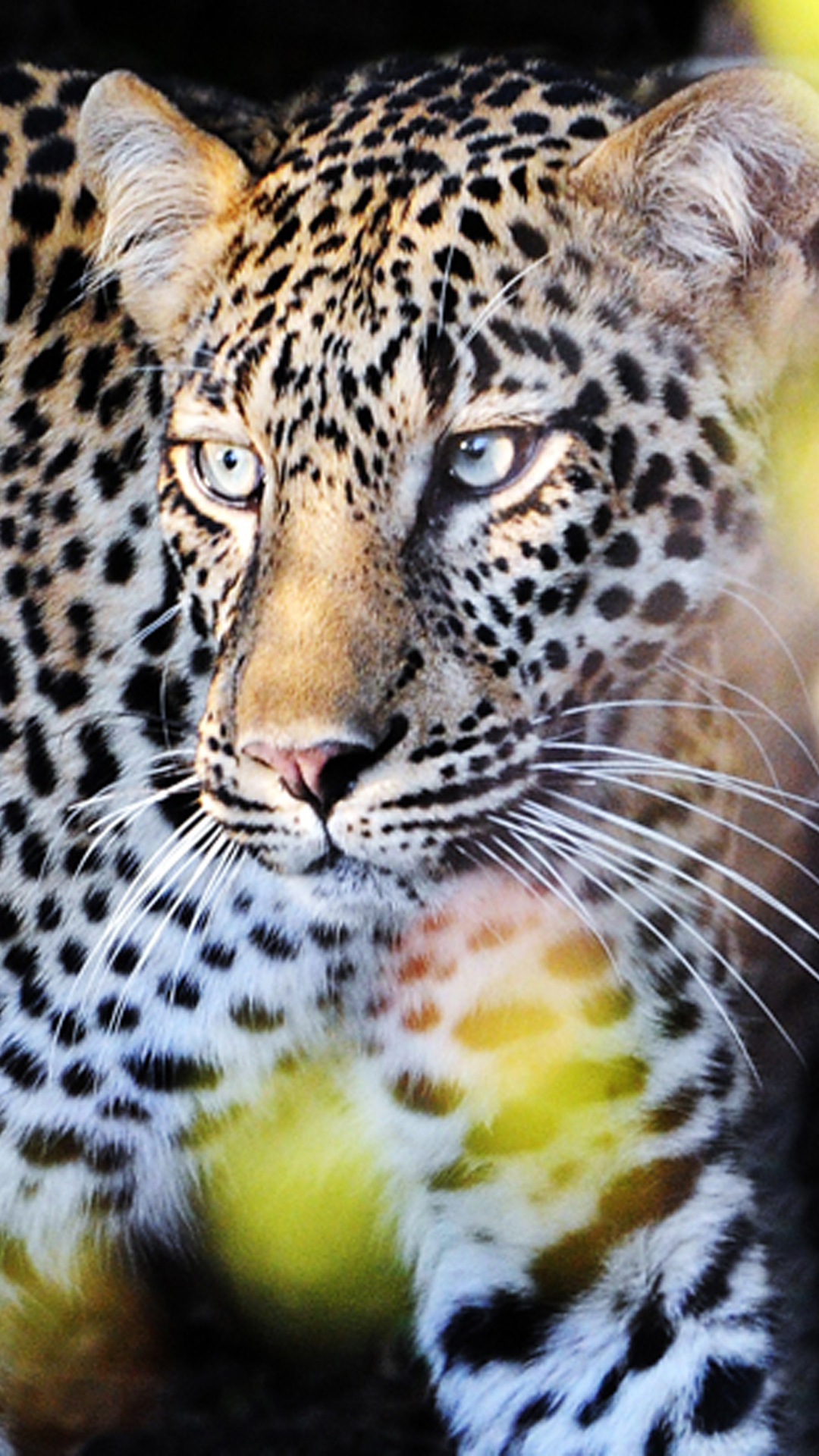 Animal iPhone Background Wallpaper