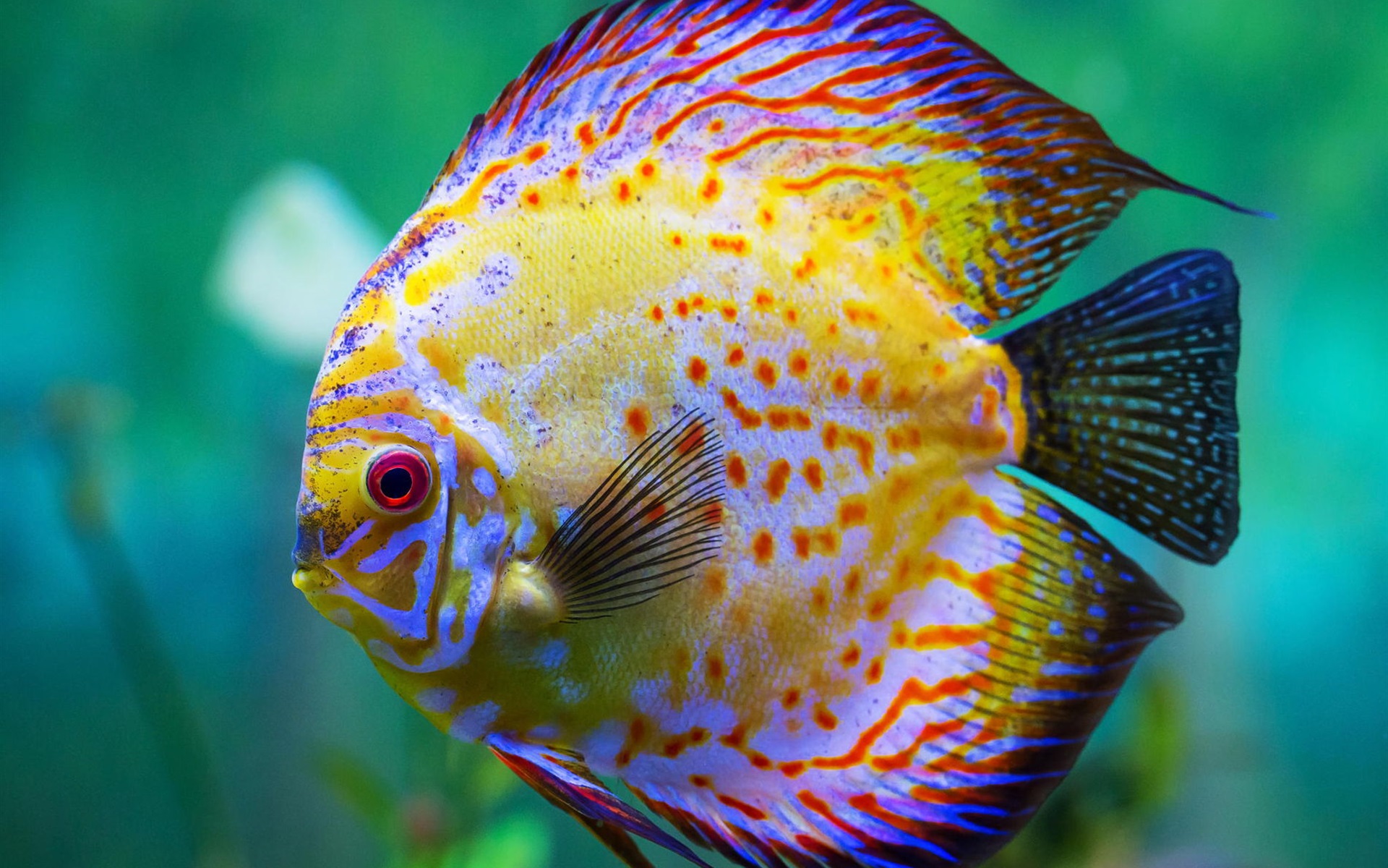 Beautiful Discus Fish Aquarium Wallpaper Animals