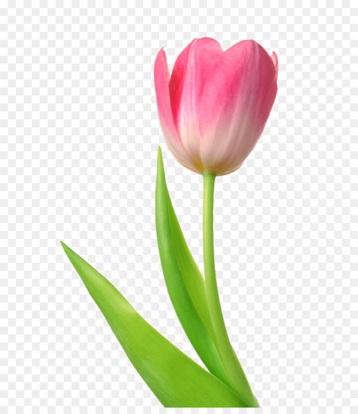Skagit Valley Tulip Festival Desktop Wallpaper Cli White