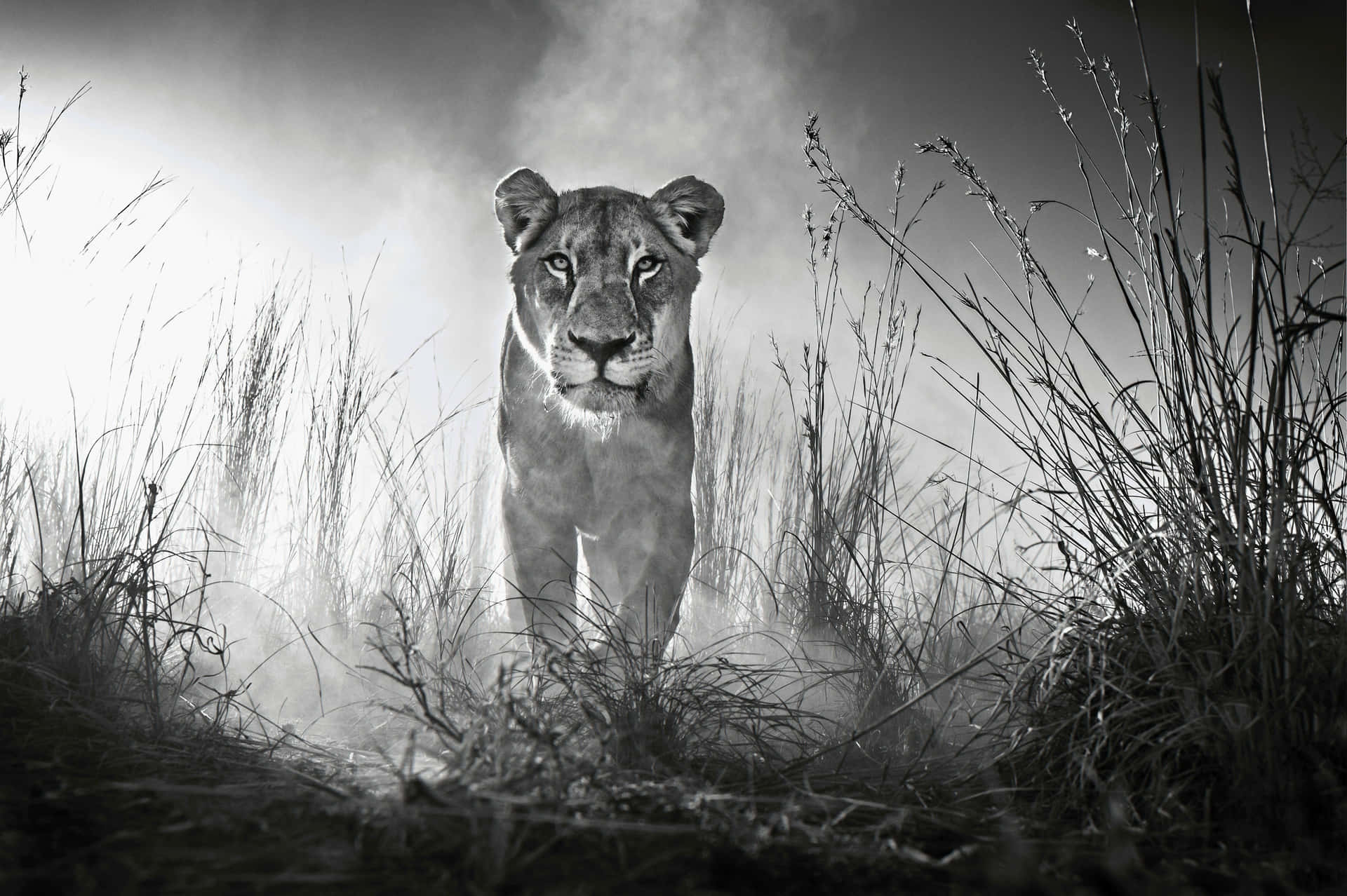 Black And White Lion Wallpaper