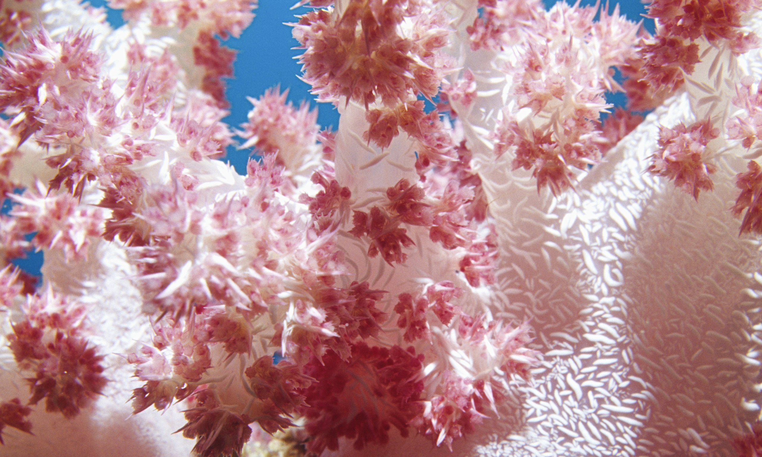 Coral Closeup Flowers HD Wallpaper Pink Soft Coral Closeup Flowers