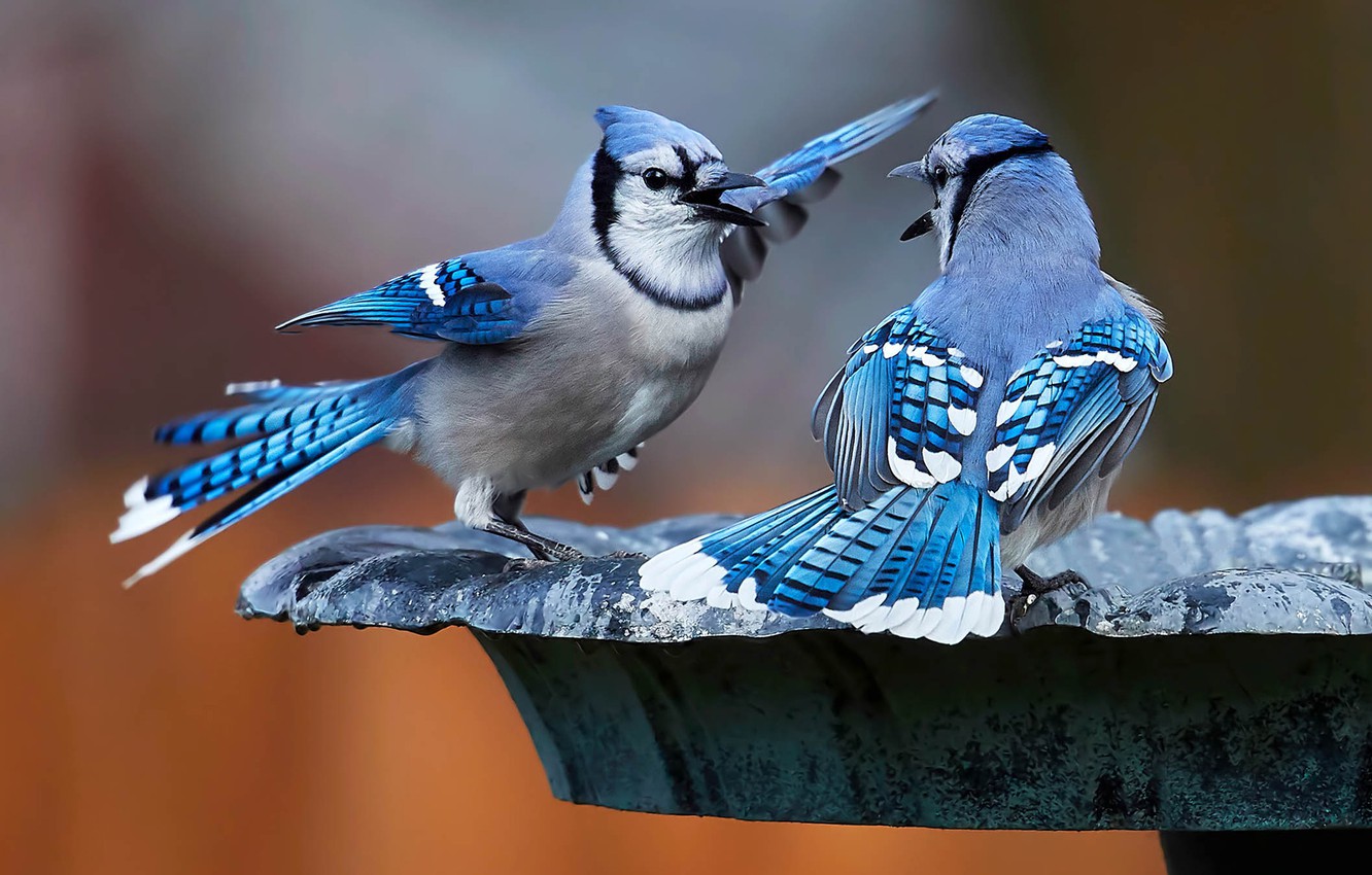 Wallpaper Birds A Couple Blue Jay Image For Desktop Section