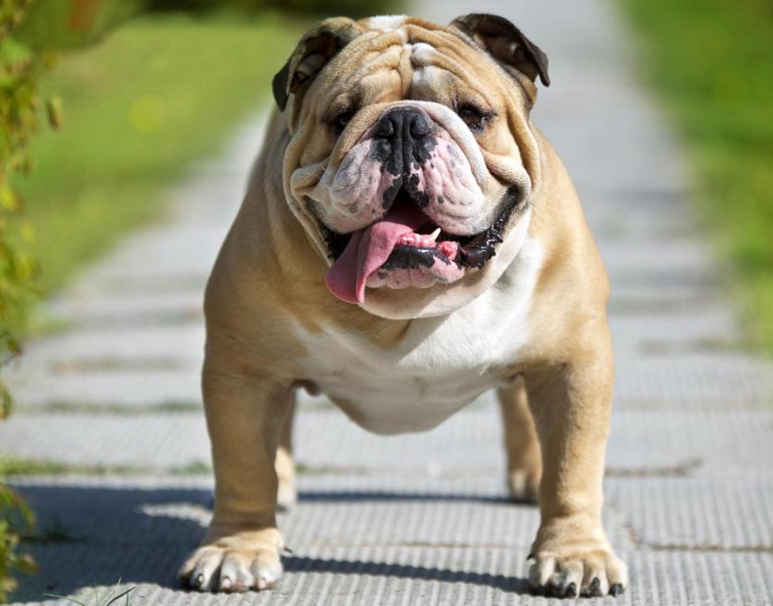 50 English Bulldog Wallpapers For Computer WallpaperSafari 50 English Bulldog Wallpapers For Computer WallpaperSafari
