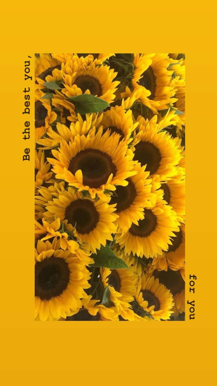 Sunflower Aesthetic Wallpaper
