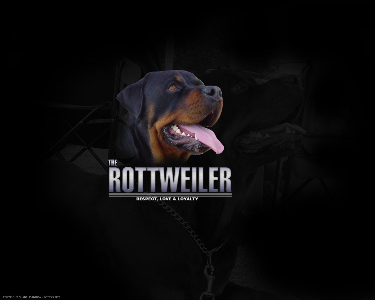 The Rottweiler by n3lly on