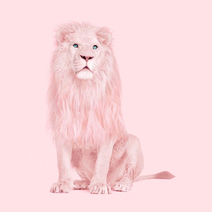 Pink Lion wallpaper Happywall Pink Albino lion Lion poster
