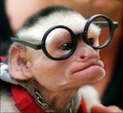Funny Monkey In Glasses New Photos Image Animals