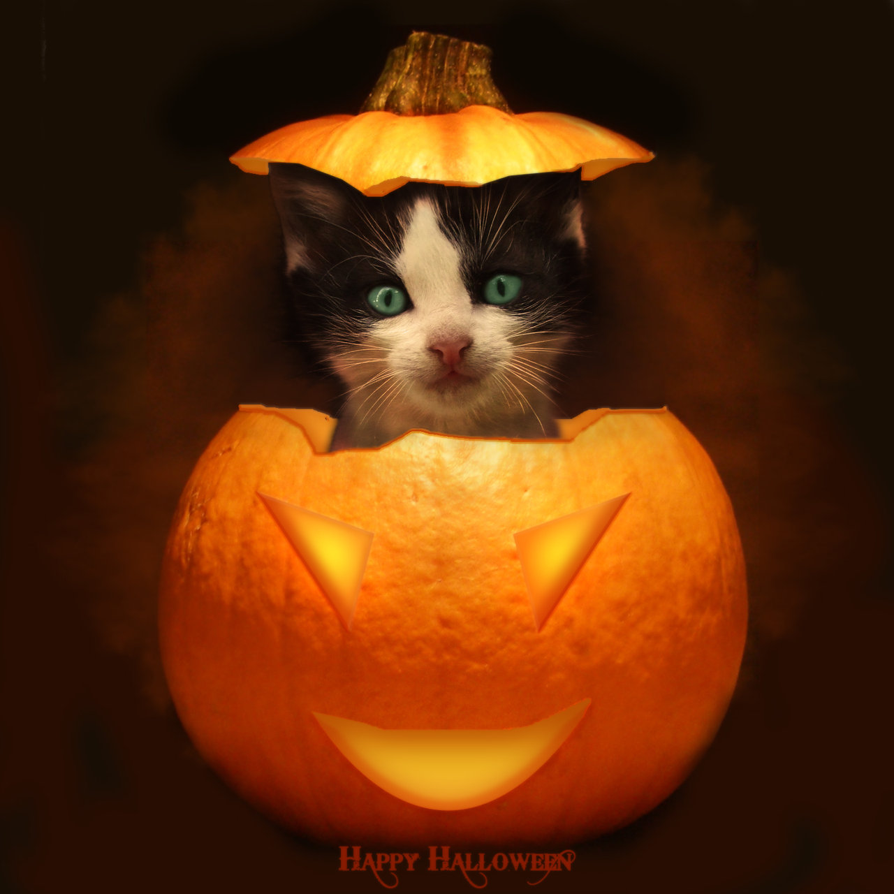 🔥 [43+] HD Widescreen Wallpaper Halloween Cats | WallpaperSafari