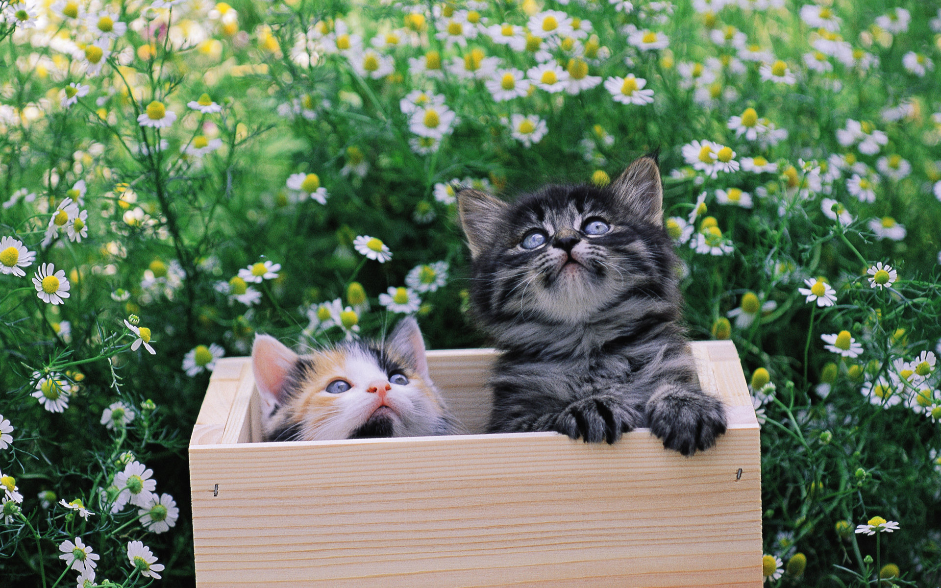 Kittens In A Box Wallpaper