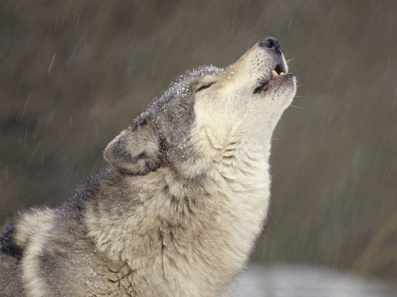 Howling Wolf Wallpaper HD Background Desktop