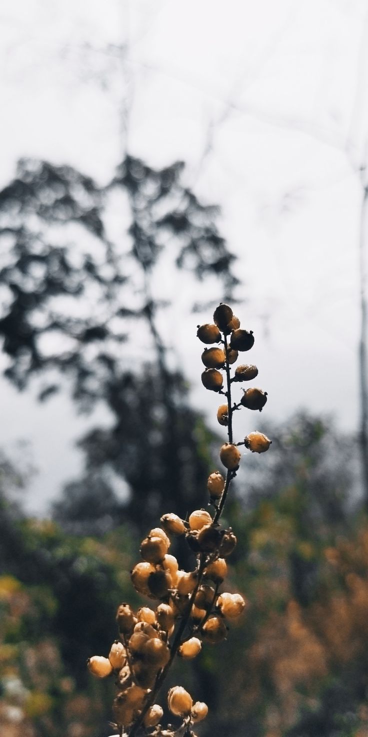 Aesthetic Nature Wallpaper