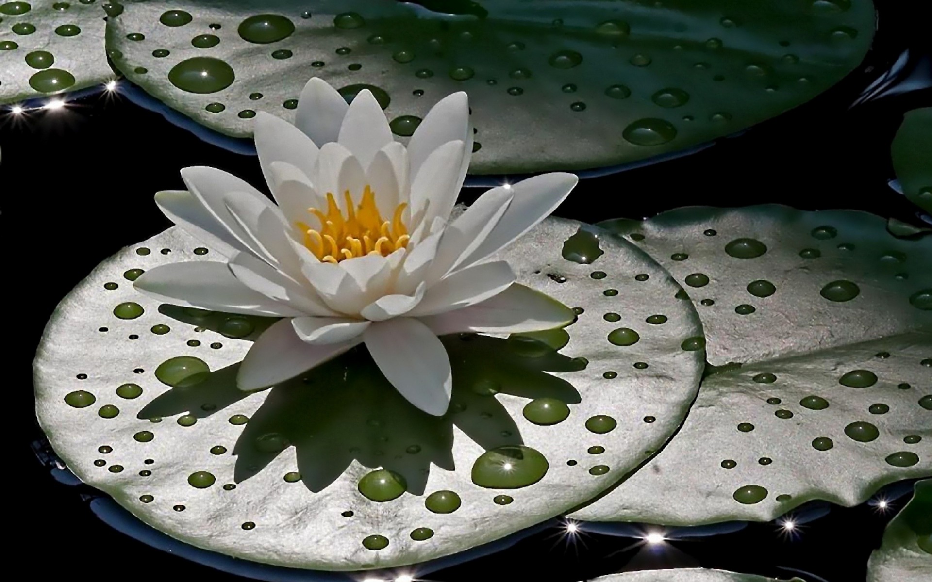 Water Drops On Lily Lotus Desktop Wallpaper