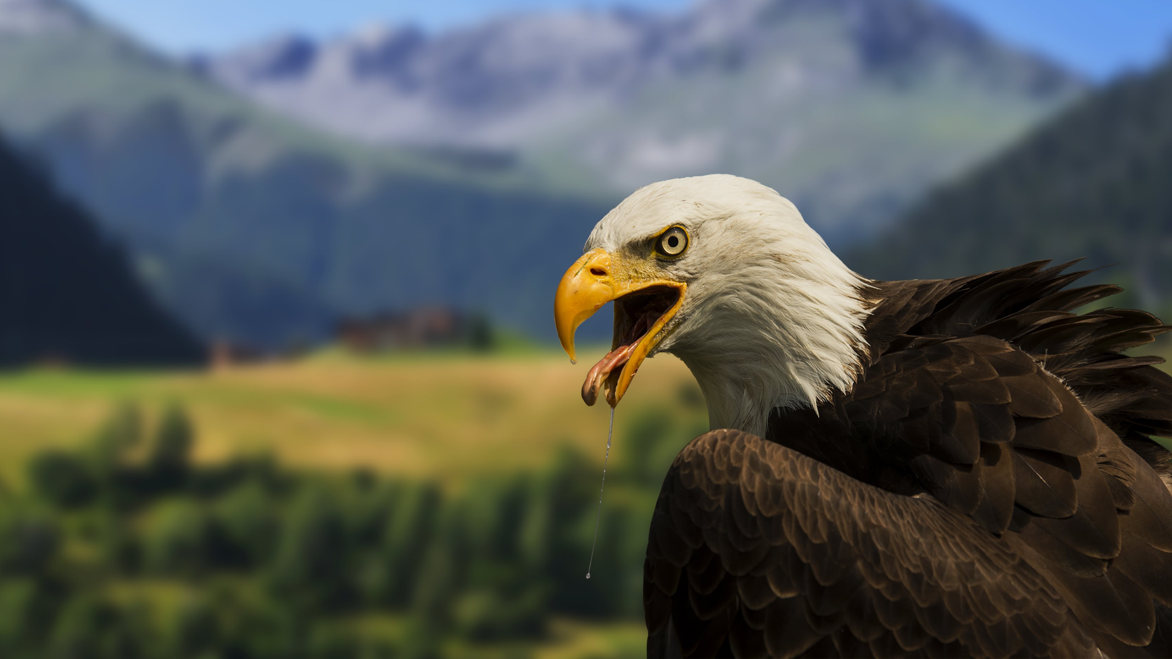 Impressive Bald Eagle In The Alvaneu Bad Mountain Region Switzerland
