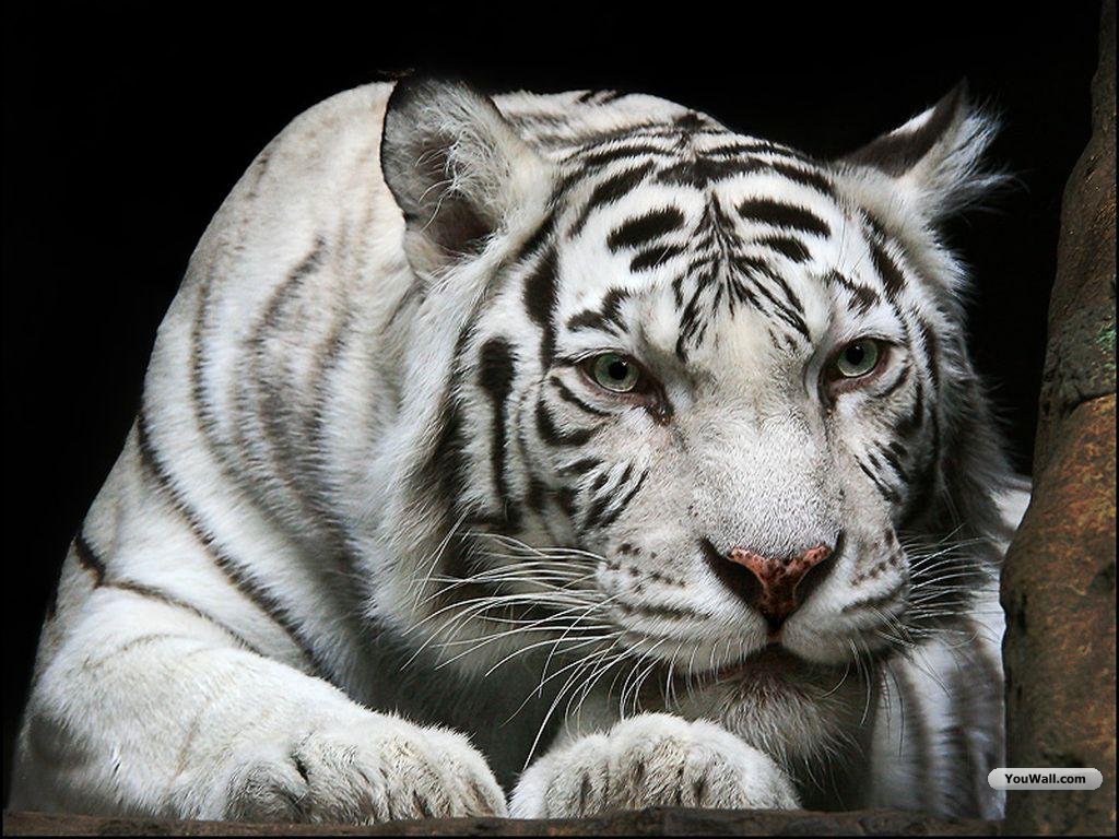Tiger Wallpaper White Desktop